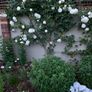 Climbing Rose - Iceberg Image 5