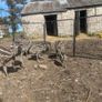Emu Chicks Image 3
