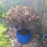 Beautiful Large Glazed Ceramic Planter and Mature Garden Shrub Image 5
