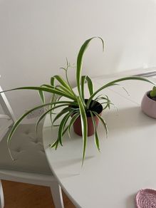Spider plant