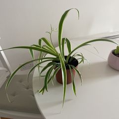 Spider plant