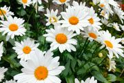 Shasta daisy's Plant, perianal plant