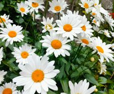 Shasta daisy's Plant, perianal plant