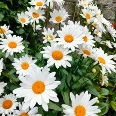 Shasta daisy's Plant, perianal plant