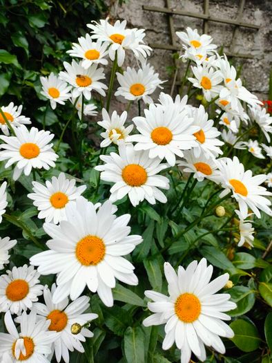 Shasta daisy's Plant, perianal plant