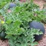 (W) Watermelon Sugar Baby seeds 1g (883294) Image 3