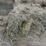 Pit silage Image 3