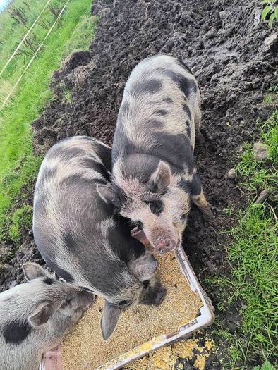 Kune Kune Sows