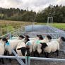 Suffolk cross hoggets (10 available) Image 6