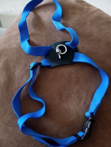 dog harness