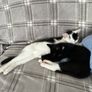 kittens Image 2