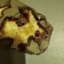 Turtle back agate Image 3