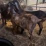 Nubian goat bucklings Image 4