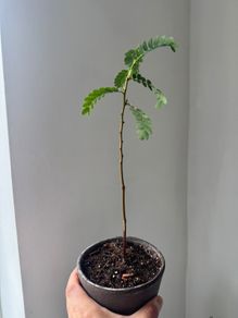 Tamarind plant with terracotta pot on sale