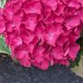 Hydrangea Image 10