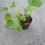 Rhubarb Image 2