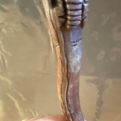 Harry Potter Collectors Wand