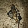 BMW e90 318d egr Image 3
