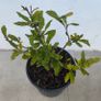 Magnolia Stellata Image 2