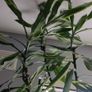 Yucca houseplant Image 8