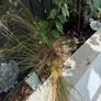 Long grass Image 3