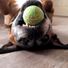 joemango