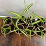 Mini spider plant cuttings props Image 2