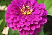 (Z) Zinnia Purple Prince seeds 1g (approx. 100 seeds) (414796)