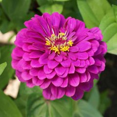 (Z) Zinnia Purple Prince seeds 1g (approx. 100 seeds) (414796)