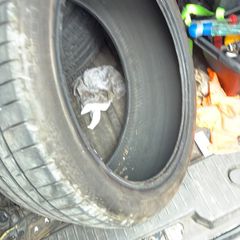 225/40/18 kapsen tyre x1