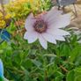 African Daisy trailing perennial Image 6