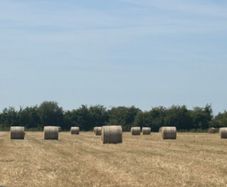 Organic Grass Meadow