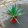 yucca bright Edge plant Image 2