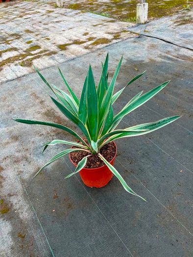 yucca bright Edge plant