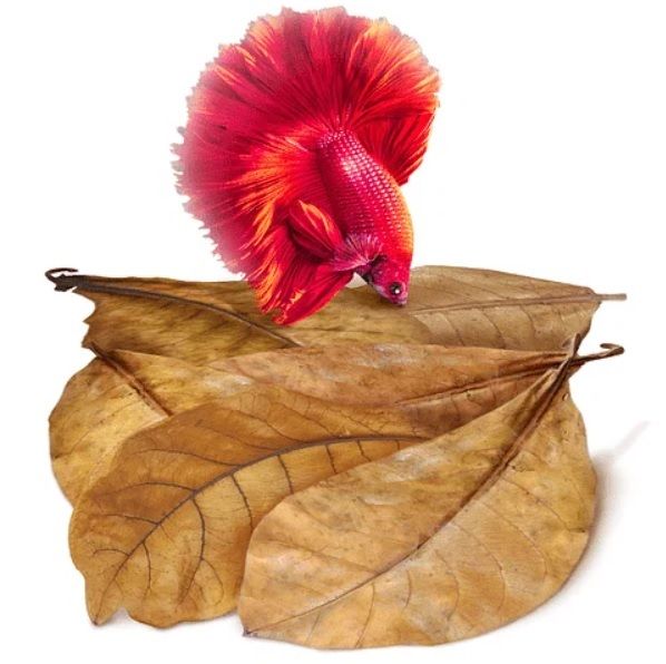 Shrimp - Indian Almond Leaves