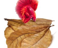 Shrimp - Indian Almond Leaves