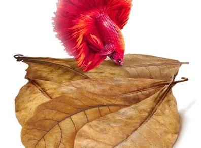Shrimp - Indian Almond Leaves