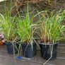 calamagrostis karl foerster - ornamental grass Image 5