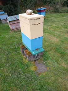 Honeybees on Commercial frames Cork