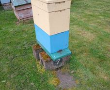 Honeybees on Commercial frames Cork