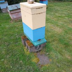 Honeybees on Commercial frames Cork