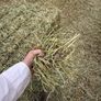 June Irish Hay&Haylage Image 5