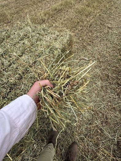 June Irish Hay&Haylage
