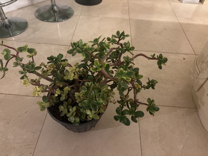 jade plant