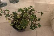 jade plant