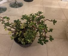 jade plant
