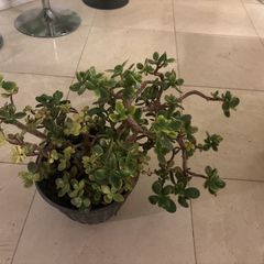 jade plant