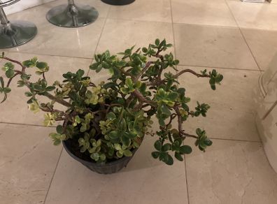 jade plant