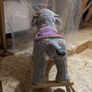 Animal Adventure Circus Elephant Rocker Image 3
