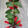 Aeschinantus Mona Lisa. Lipstick plant. House plant. Image 3